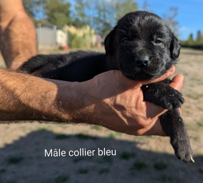 Les chiots de Labrador Retriever