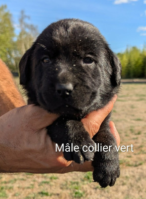 Les chiots de Labrador Retriever