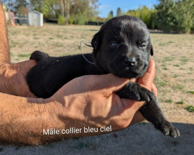 Les chiots de Labrador Retriever