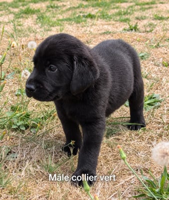 Les chiots de Labrador Retriever