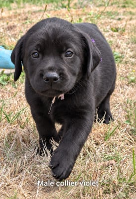 Les chiots de Labrador Retriever