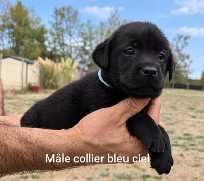 Les chiots de Labrador Retriever