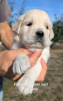 Les chiots de Golden Retriever