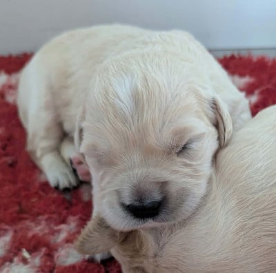 Femelle - Golden Retriever