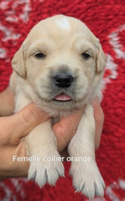 Les chiots de Golden Retriever