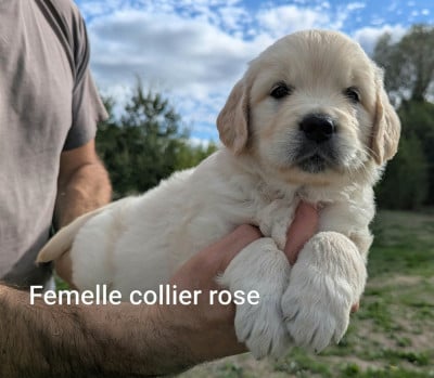 Les chiots de Golden Retriever