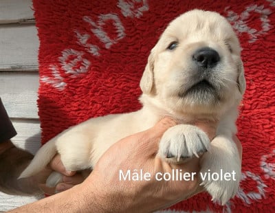 Les chiots de Golden Retriever
