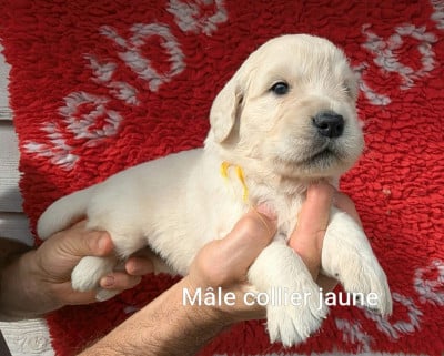 Les chiots de Golden Retriever