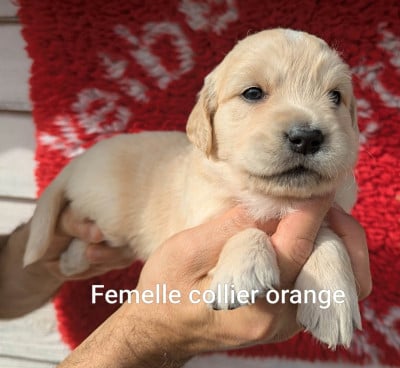 Les chiots de Golden Retriever