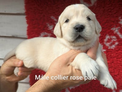 Les chiots de Golden Retriever
