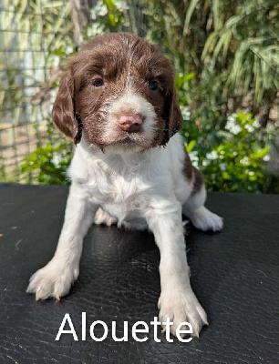 Les chiots de English Springer Spaniel