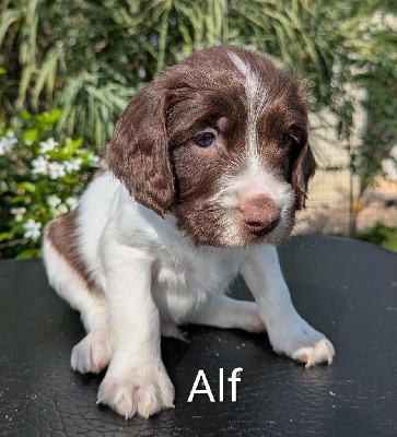 Les chiots de English Springer Spaniel