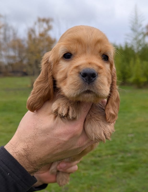Cocker Spaniel Anglais - Du Domaine Charlésien