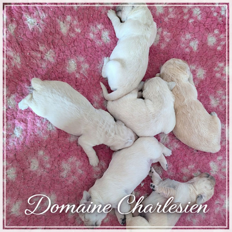 Golden Retriever - Du Domaine Charlésien