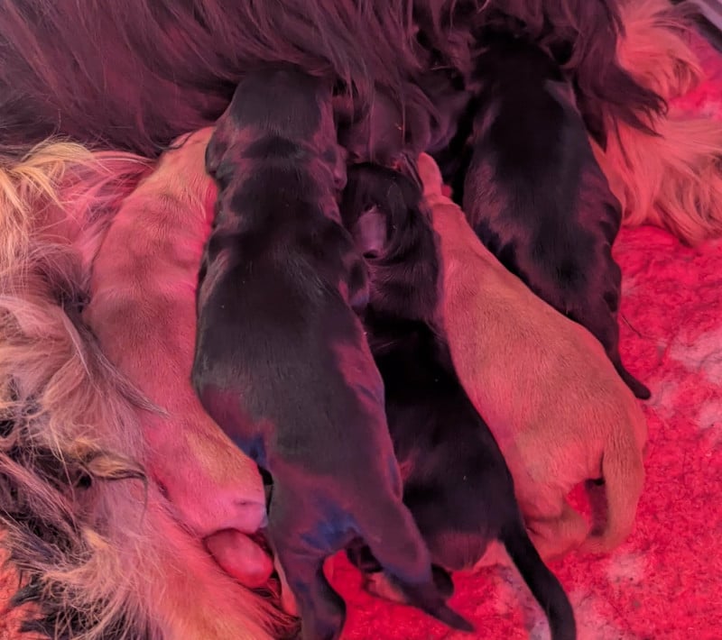 Cocker Spaniel Anglais - Du Domaine Charlésien