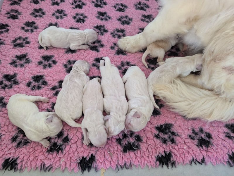 Golden Retriever - Du Domaine Charlésien