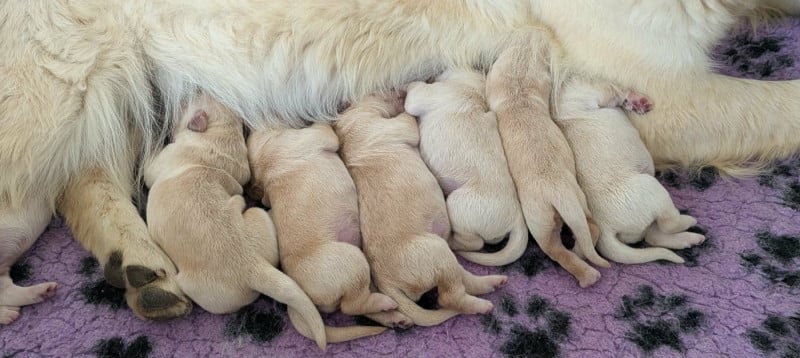 Golden Retriever - Du Domaine Charlésien