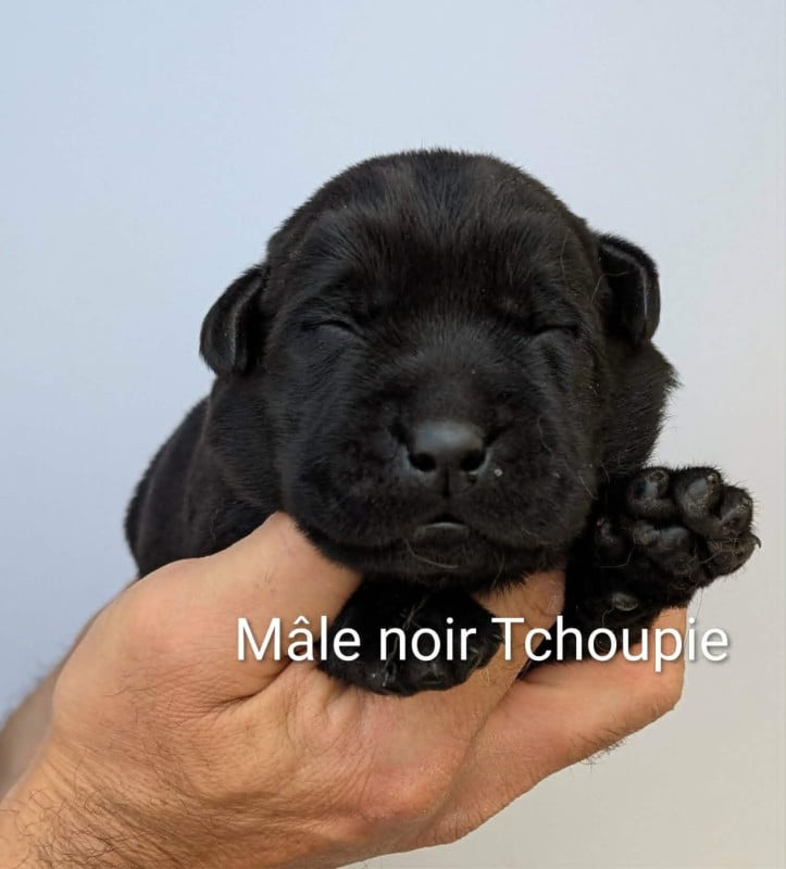 Labrador Retriever - Du Domaine Charlésien