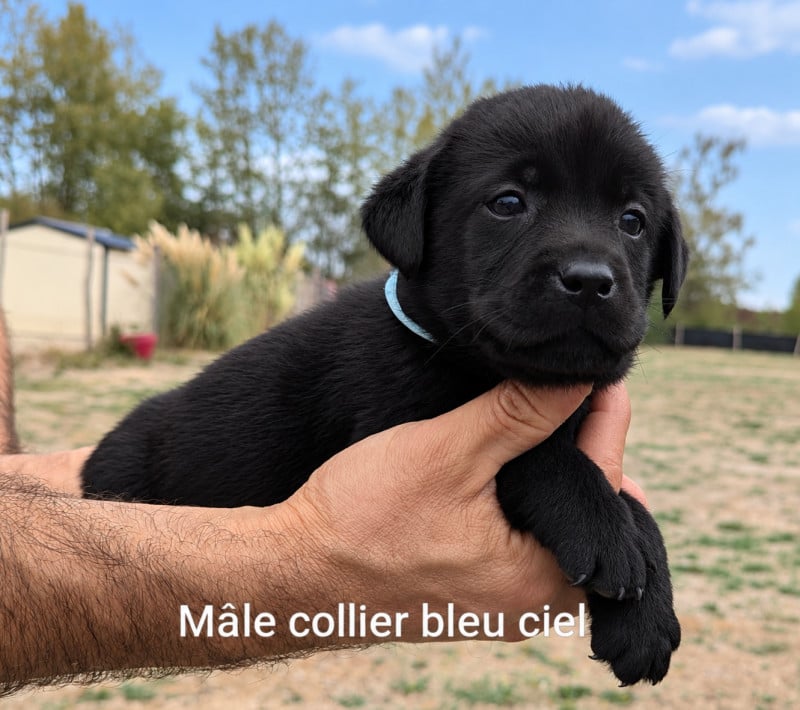 Labrador Retriever - Du Domaine Charlésien