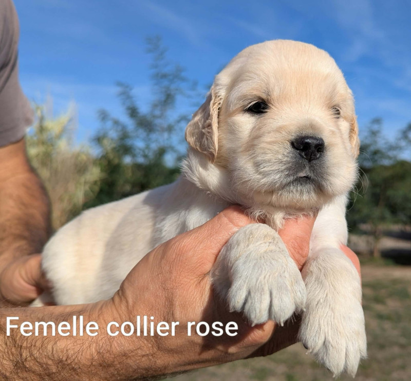 Golden Retriever - Du Domaine Charlésien