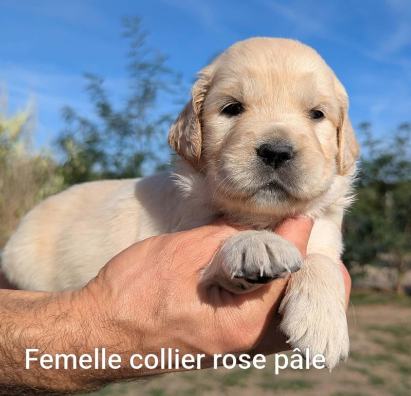 Golden Retriever - Du Domaine Charlésien