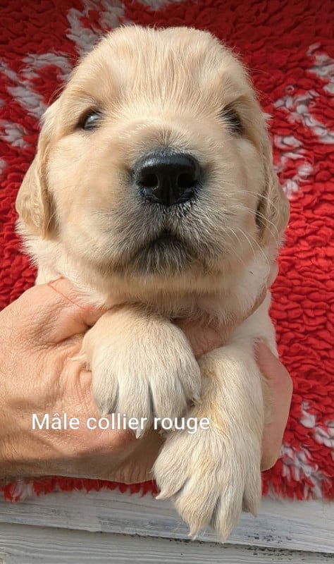 Golden Retriever - Du Domaine Charlésien