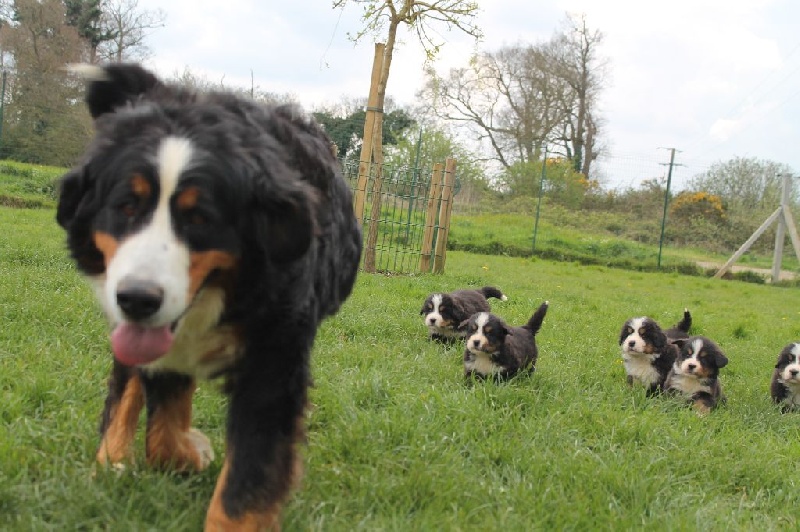 Publication : De La Villa Des Truffes D'or