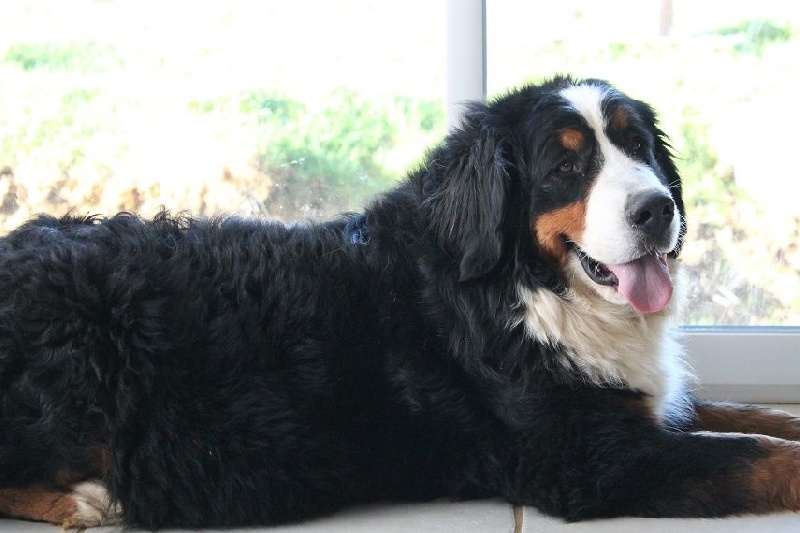 Publication : De La Villa Des Truffes D'or