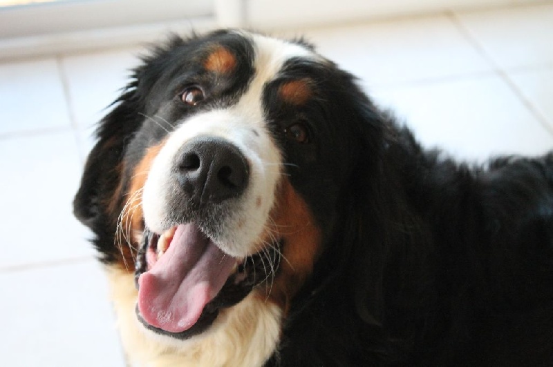 Publication : De La Villa Des Truffes D'or