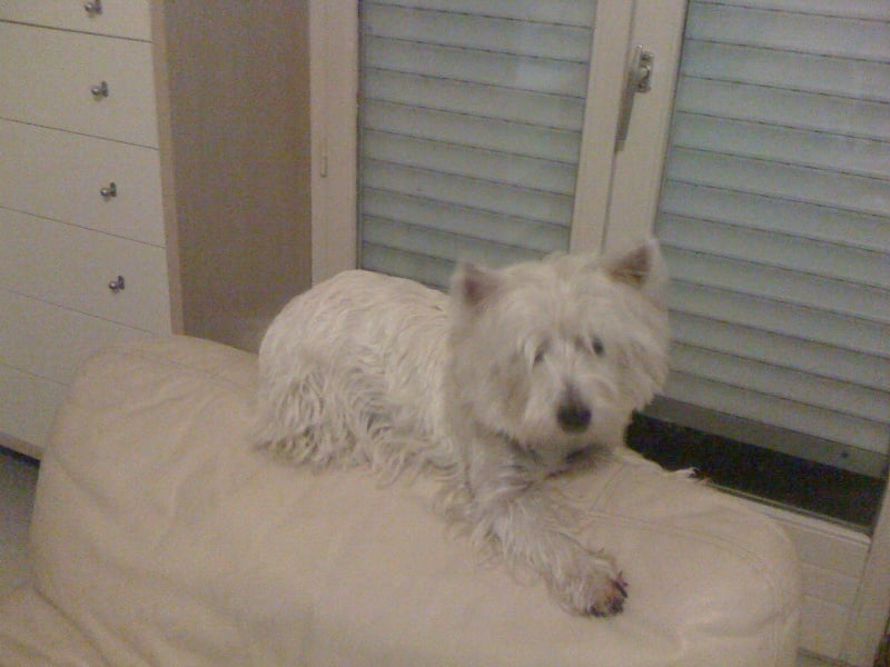 Dirsty d'Ermitage des Petits Pres