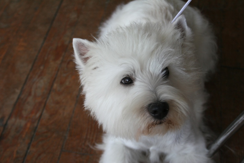 Dirsty d'Ermitage des Petits Pres