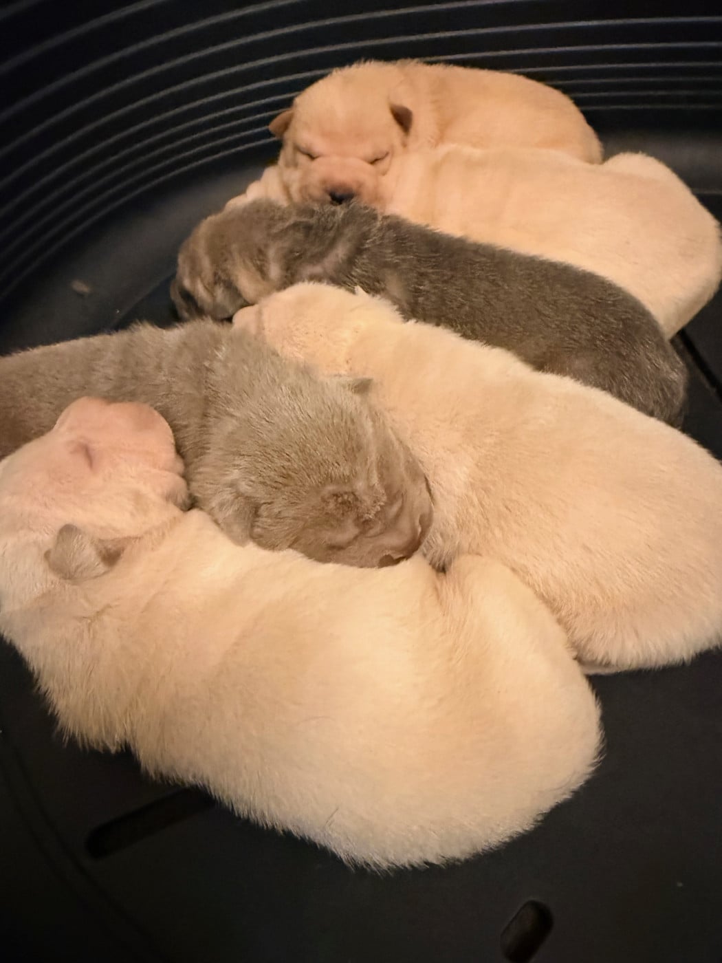 Shar Pei - Du Chant Du Sorgho