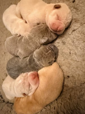 Les chiots de Shar Pei