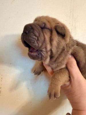 Les chiots de Shar Pei