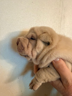 Les chiots de Shar Pei