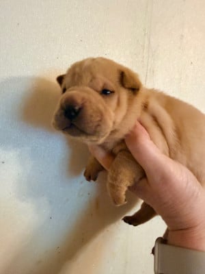 Les chiots de Shar Pei