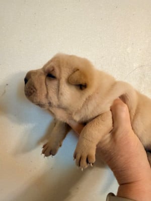 Les chiots de Shar Pei