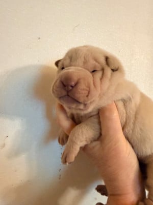Les chiots de Shar Pei