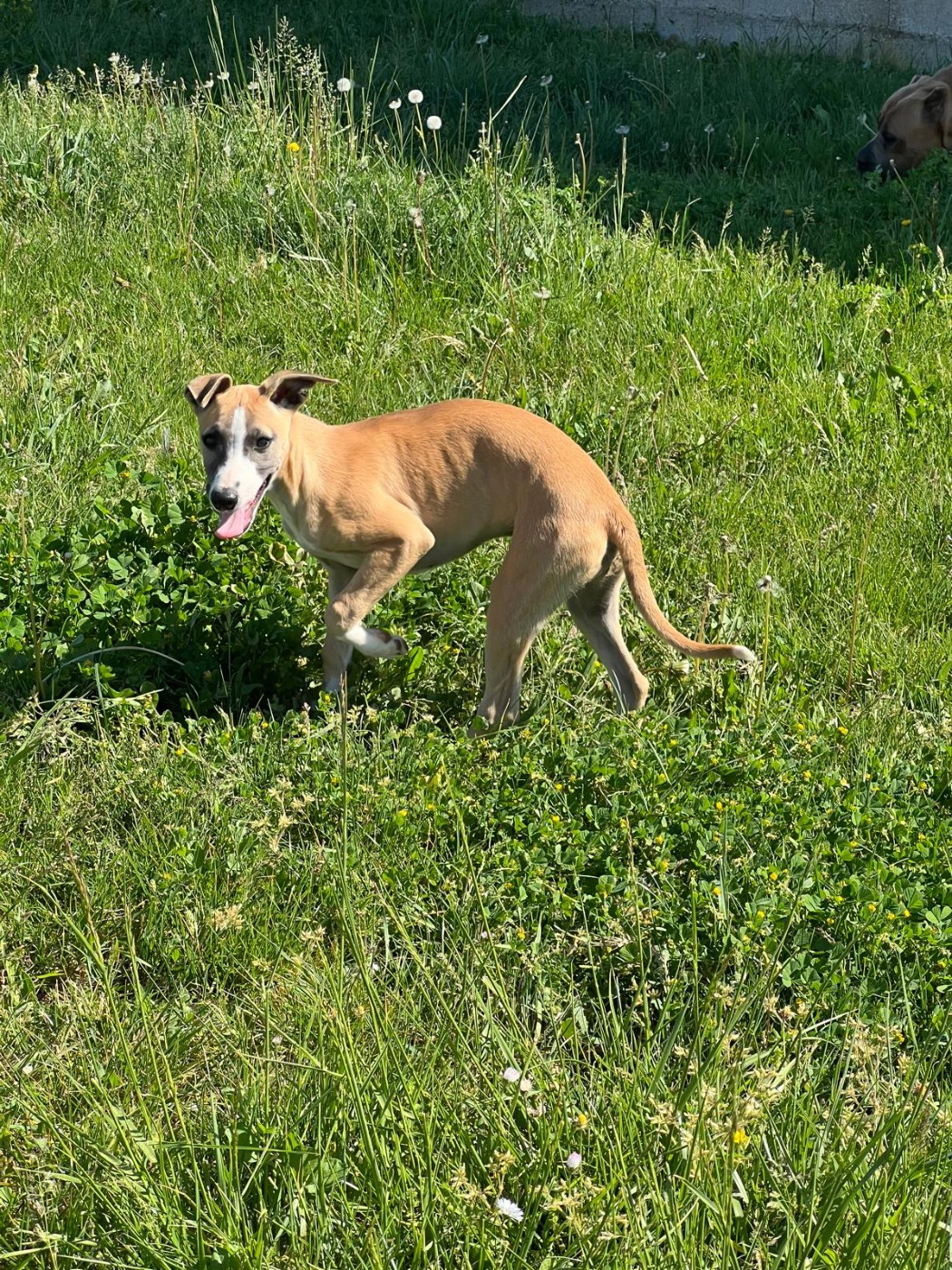 BIANCA