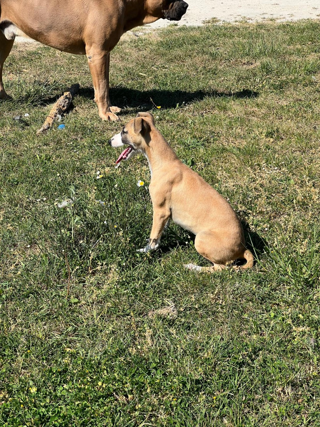 BIANCA