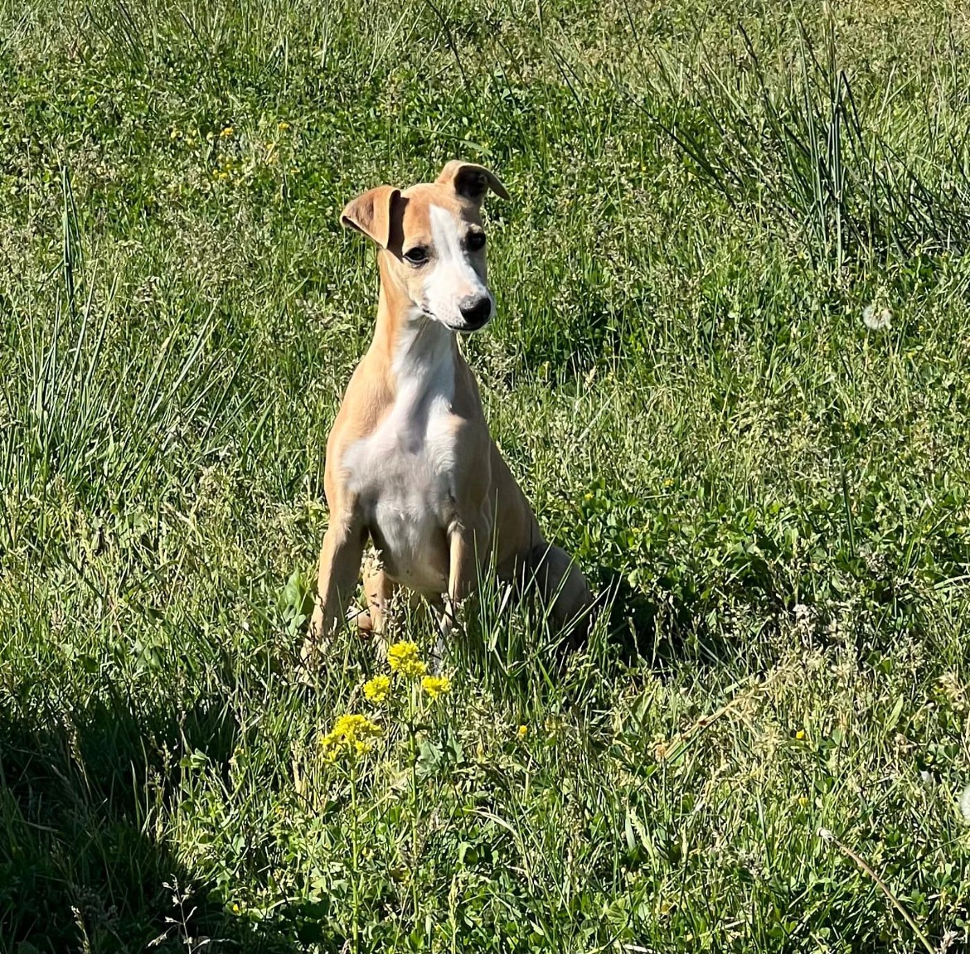 BONNIE