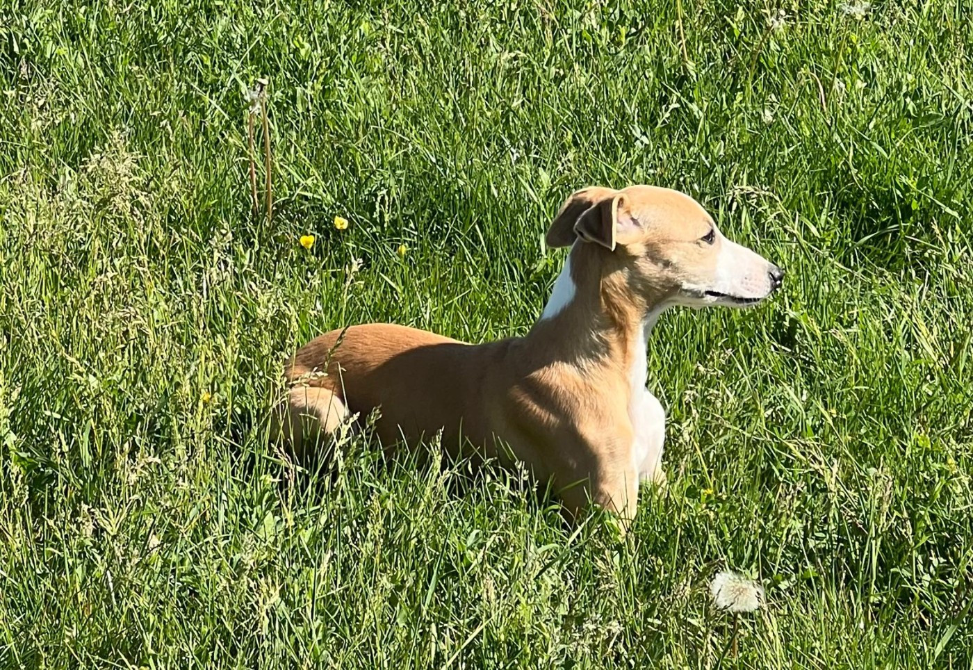 BONNIE