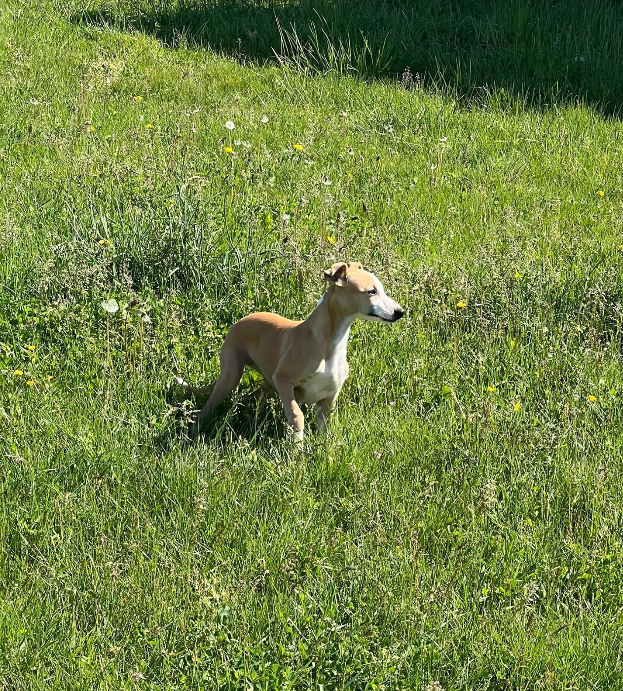 BONNIE