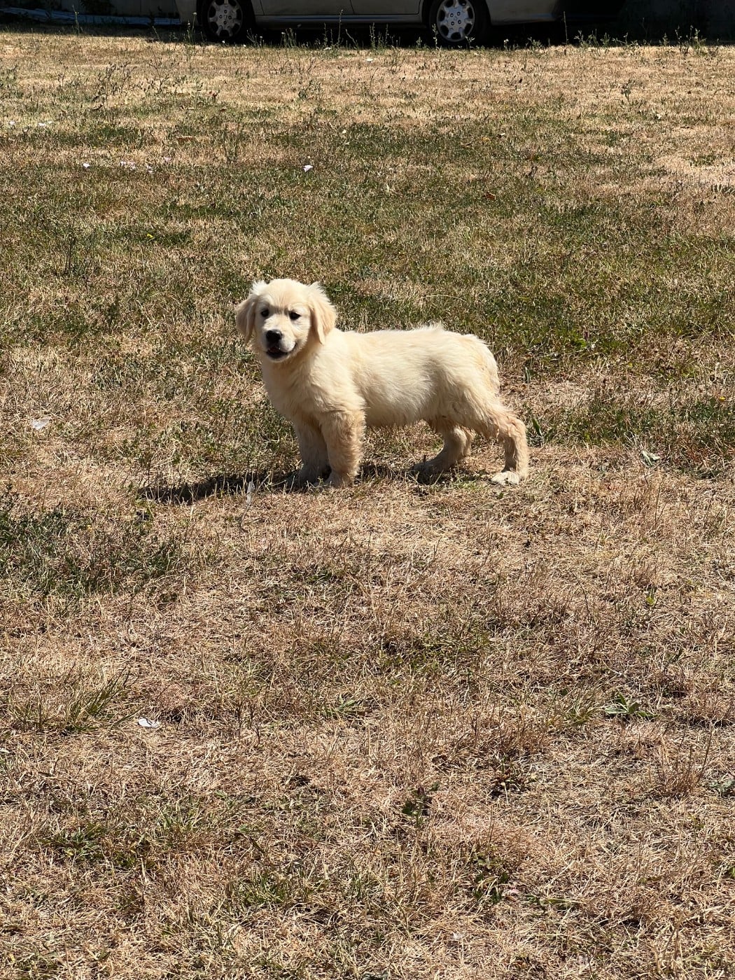 boshira - Golden Retriever