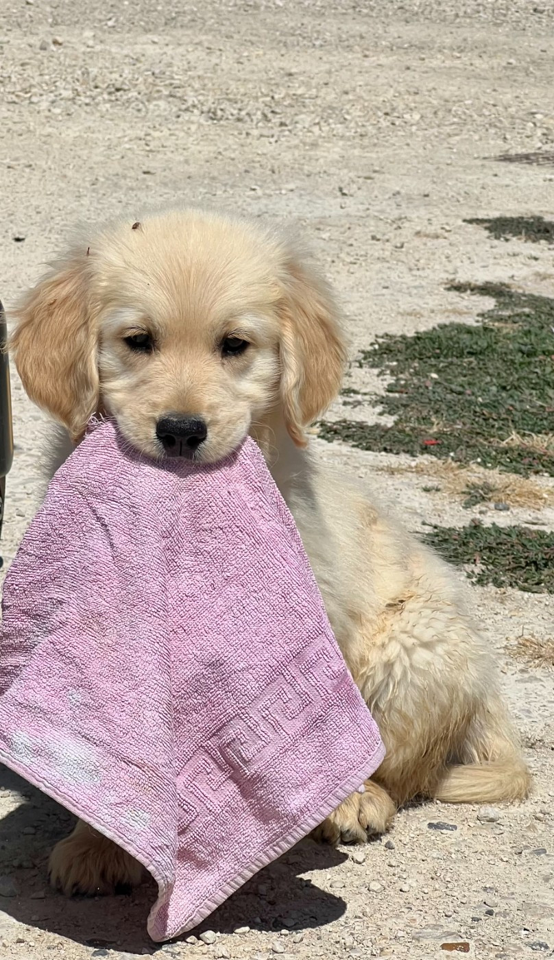baltimore - Golden Retriever