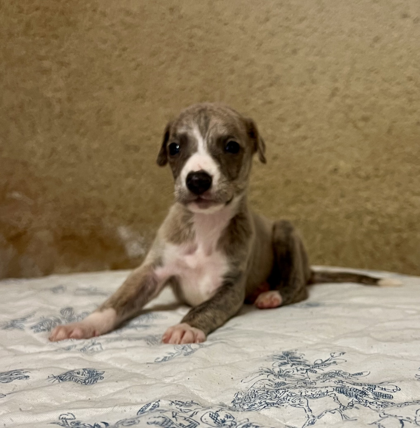 Chiot N°1 - Whippet