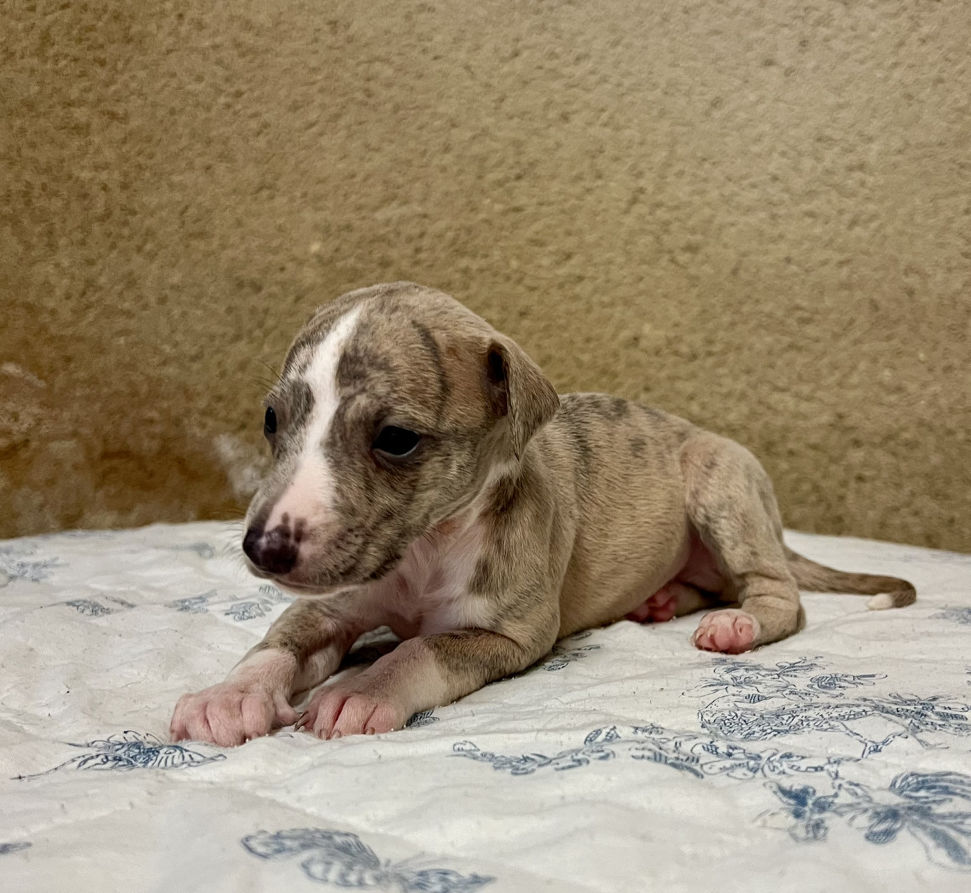 Chiot N°2 - Whippet