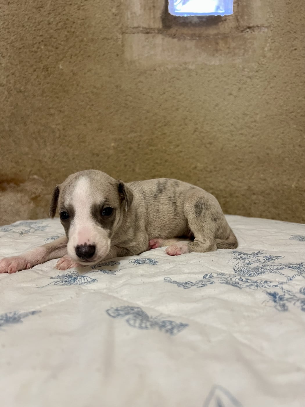 Chiot N°4 - Whippet
