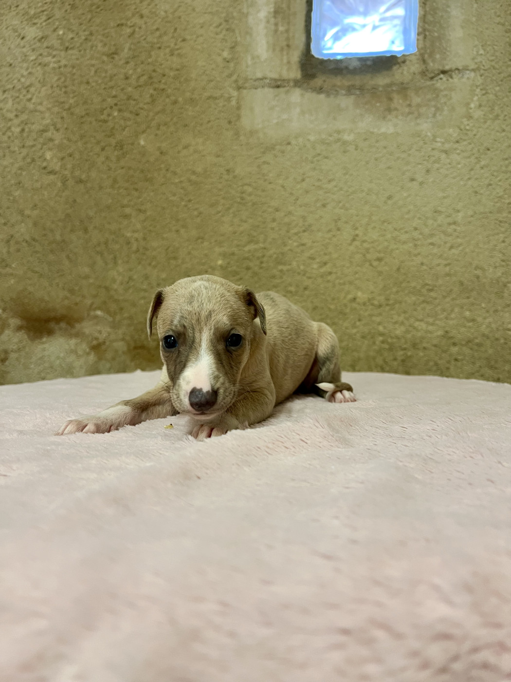 Chiot N°7 - Whippet