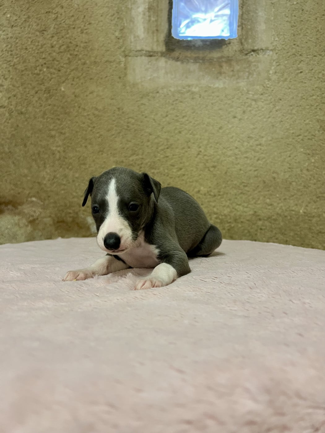 Chiot N°8 - Whippet
